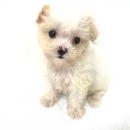 MIX（チワワ×トイプードル）