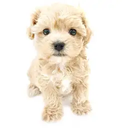 MIX（トイプードル×マルチーズ）