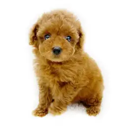 トイ・プードル