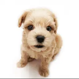 MIX（マルチーズ×トイプードル）