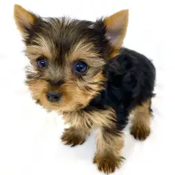 ヨークシャーテリア