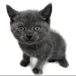 ブリティッシュショートヘア