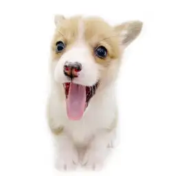 ウェルシュコーギーペンブローク