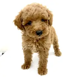 トイ・プードル