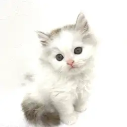 スコティッシュフォールド