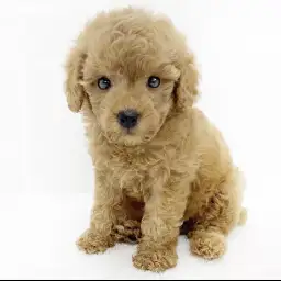 トイ・プードル