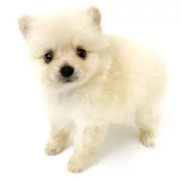 MIX（ポメラニアン×チワワ）