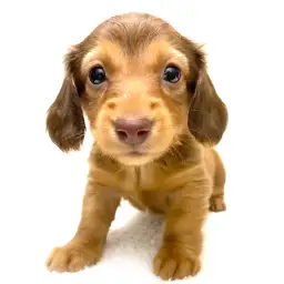 ミニチュア・ダックスフント