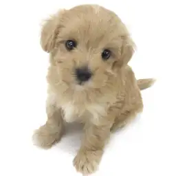 MIX（トイプードル×マルチーズ）