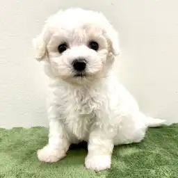 ビションフリーゼ