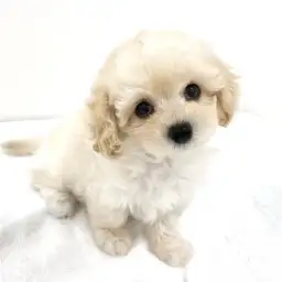 MIX（マルチーズ×トイプードル）