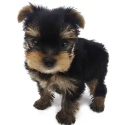 ヨークシャーテリア