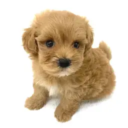 MIX（トイプードル×マルチーズ）