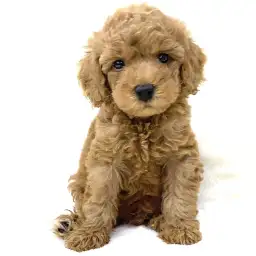 トイ・プードル