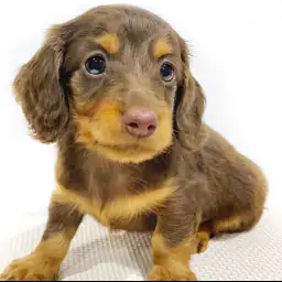 ミニチュア・ダックスフント