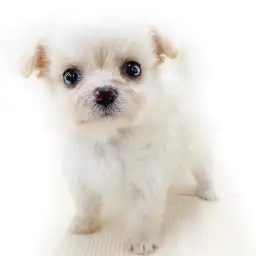 MIX（チワワ×トイプードル）