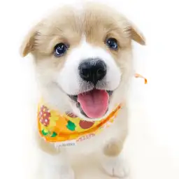 ウェルシュコーギーペンブローク