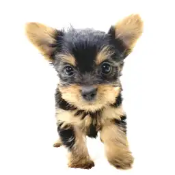 ヨークシャーテリア