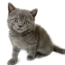 ブリティッシュショートヘア