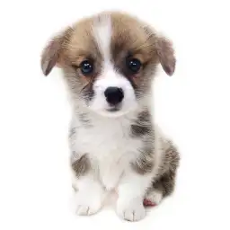 ウェルシュコーギーペンブローク