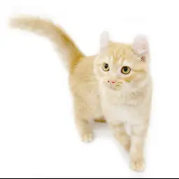 アメリカンカール