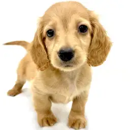 ミニチュア・ダックスフント