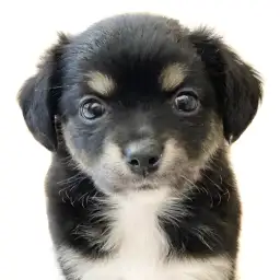 MIX（マルチーズ×チワワ）