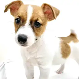 ジャックラッセルテリア