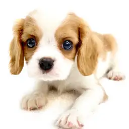 キャバリア・キングチャールズ・スパニエル