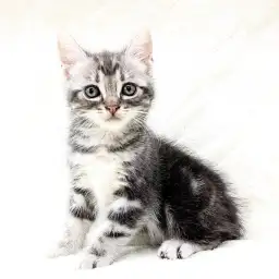 アメリカンショートヘア