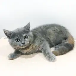 ブリティッシュショートヘア