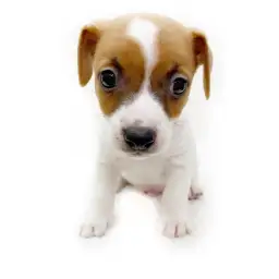 ジャックラッセルテリア