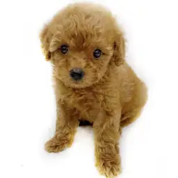 トイ・プードル