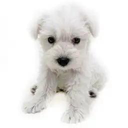 ミニチュア・シュナウザー