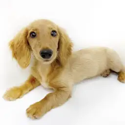 ミニチュア・ダックスフント