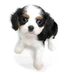 キャバリア・キングチャールズ・スパニエル