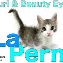 【 ラ・パーマ 】希少種！カールした被毛と圧倒的目力の個性派フレンドリーキャット♪