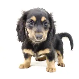 ミニチュア・ダックスフント