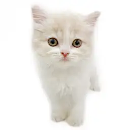 スコティッシュフォールド