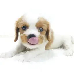 キャバリア・キングチャールズ・スパニエル