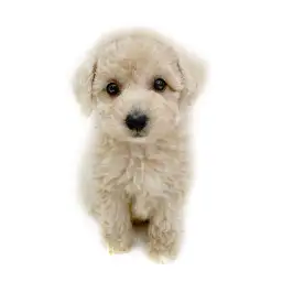 トイ・プードル