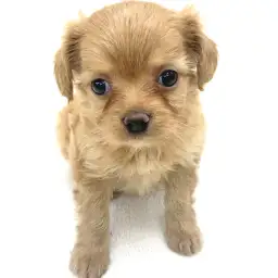 MIX（トイプードル×イタリアングレーハウンド）