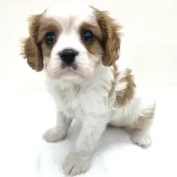キャバリア・キングチャールズ・スパニエル