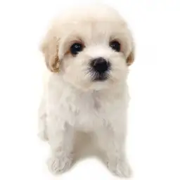 MIX（トイプードル×マルチーズ）