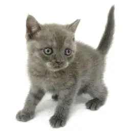 ブリティッシュショートヘア