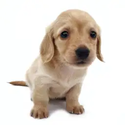 ミニチュア・ダックスフント