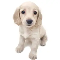 ミニチュア・ダックスフント