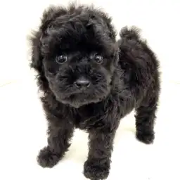 トイ・プードル