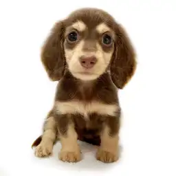 ミニチュア・ダックスフント