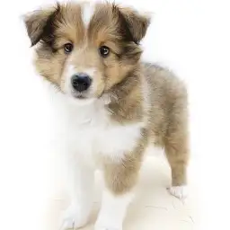 シェットランドシープドッグ